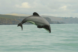 maui-dolphin